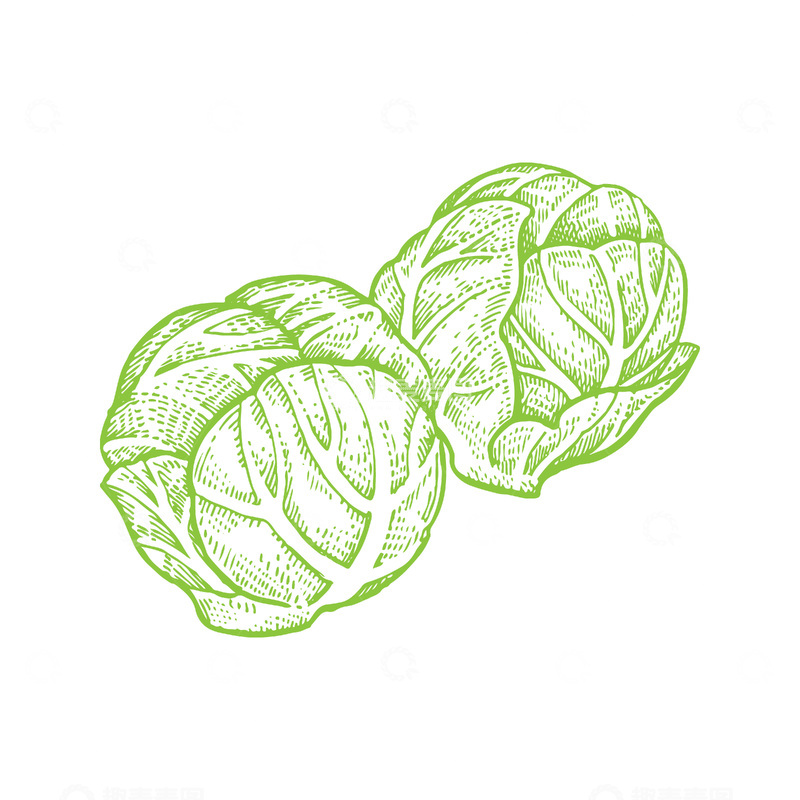 源文件下载【趣麦麦图】蔬菜食材包菜卷心菜线稿插画钢笔画