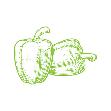 蔬菜食材青椒辣椒彩椒线稿插画