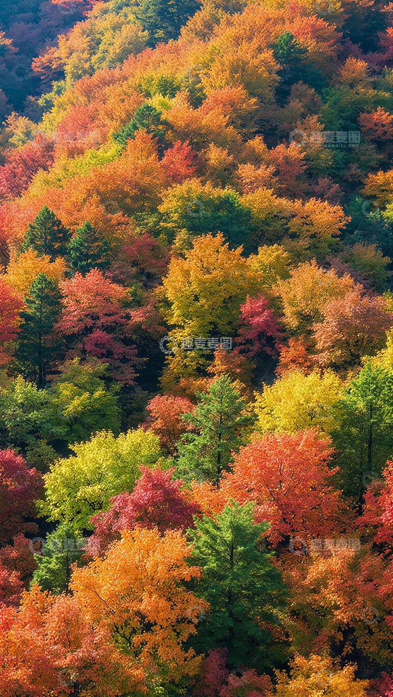 高清大图下载【趣麦麦图】彩色的山林鸟瞰