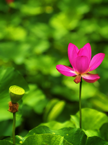 亭亭玉立之雨中花-1