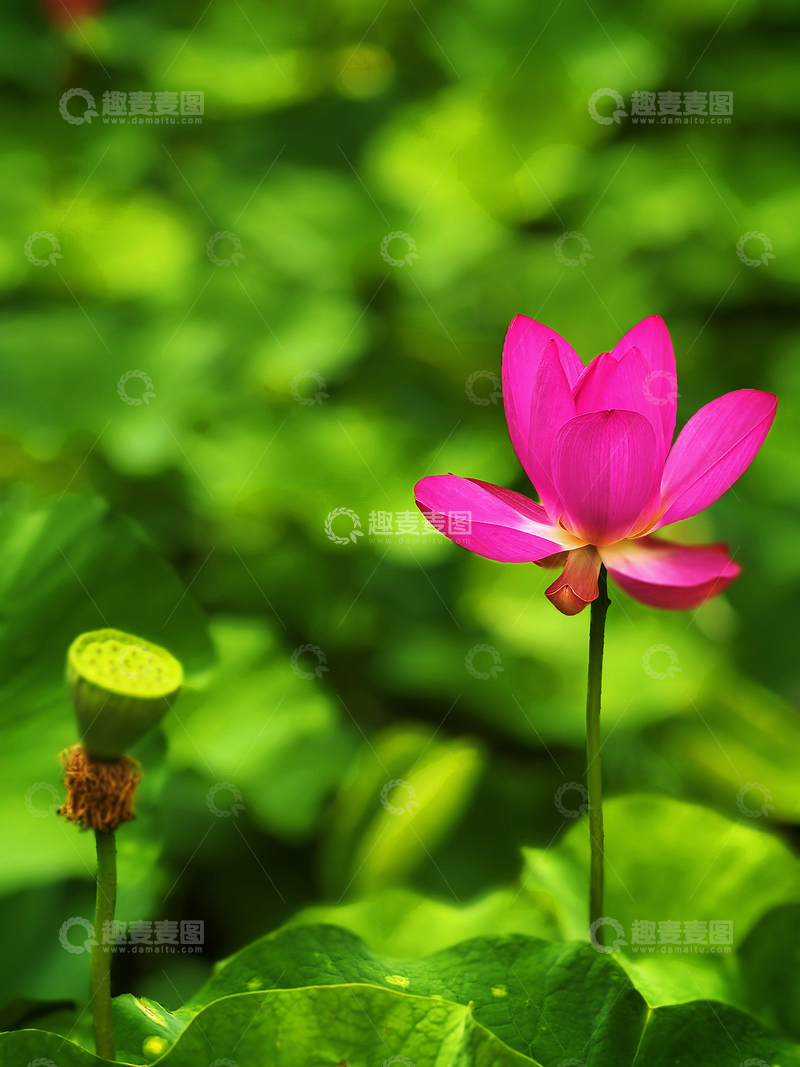 高清大图下载【趣麦麦图】亭亭玉立之雨中花-1