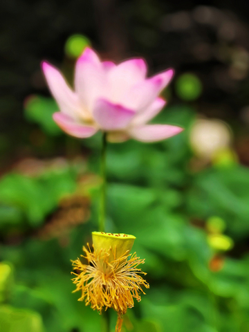亭亭玉立之雨中花-3
