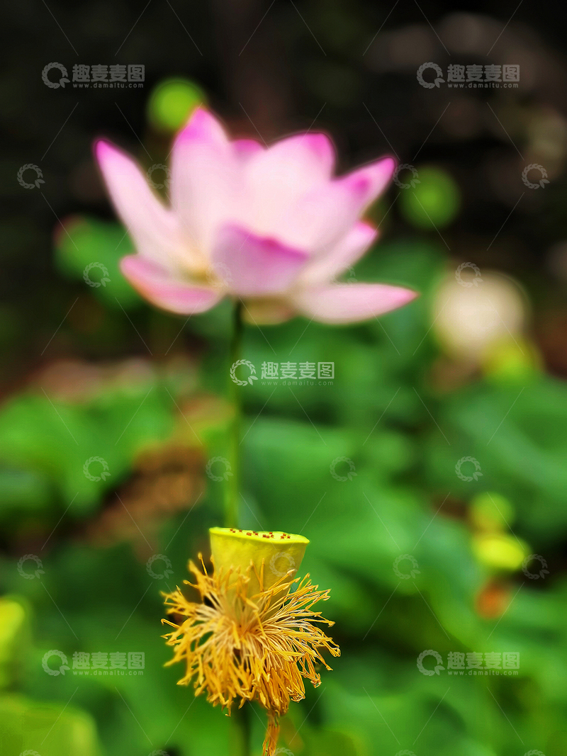 高清大图下载【趣麦麦图】亭亭玉立之雨中花-3