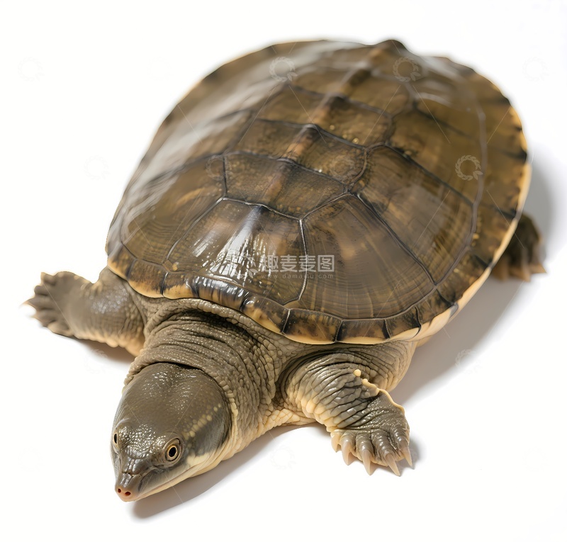 高清大图下载【趣麦麦图】乌龟甲鱼素材