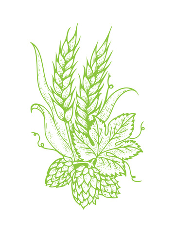 小麦麦穗啤酒花植物线稿插画版画