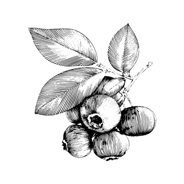 蓝莓浆果果实绿叶线稿插画版画