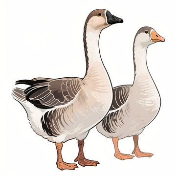 两只鹅站素材