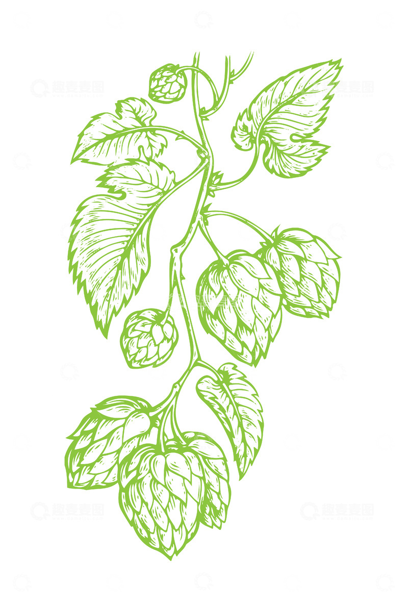 源文件下载【趣麦麦图】啤酒花蛇麻草绿叶植物线稿插画版画