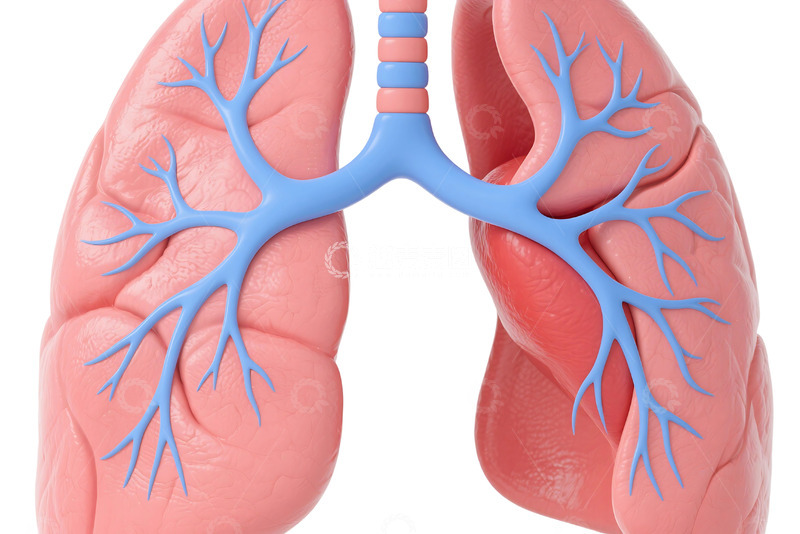 高清大图下载【趣麦麦图】免抠人体肺部 1