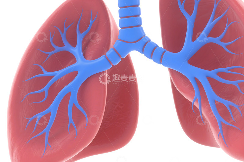 高清大图下载【趣麦麦图】免抠人体肺部 