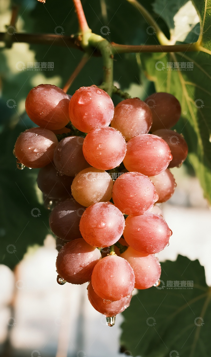 高清大图下载【趣麦麦图】雨后的葡萄摄影图