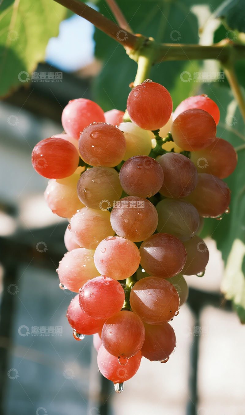 高清大图下载【趣麦麦图】雨后的葡萄摄影图7