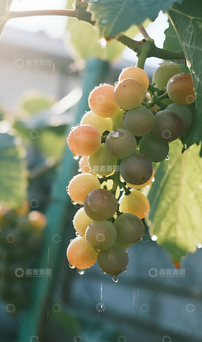 高清大图下载【趣麦麦图】雨后的葡萄摄影图12
