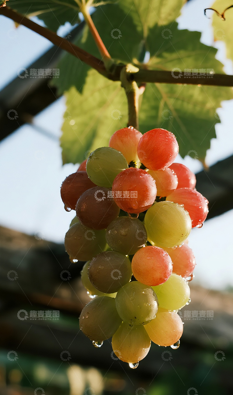 高清大图下载【趣麦麦图】雨后的葡萄摄影图13