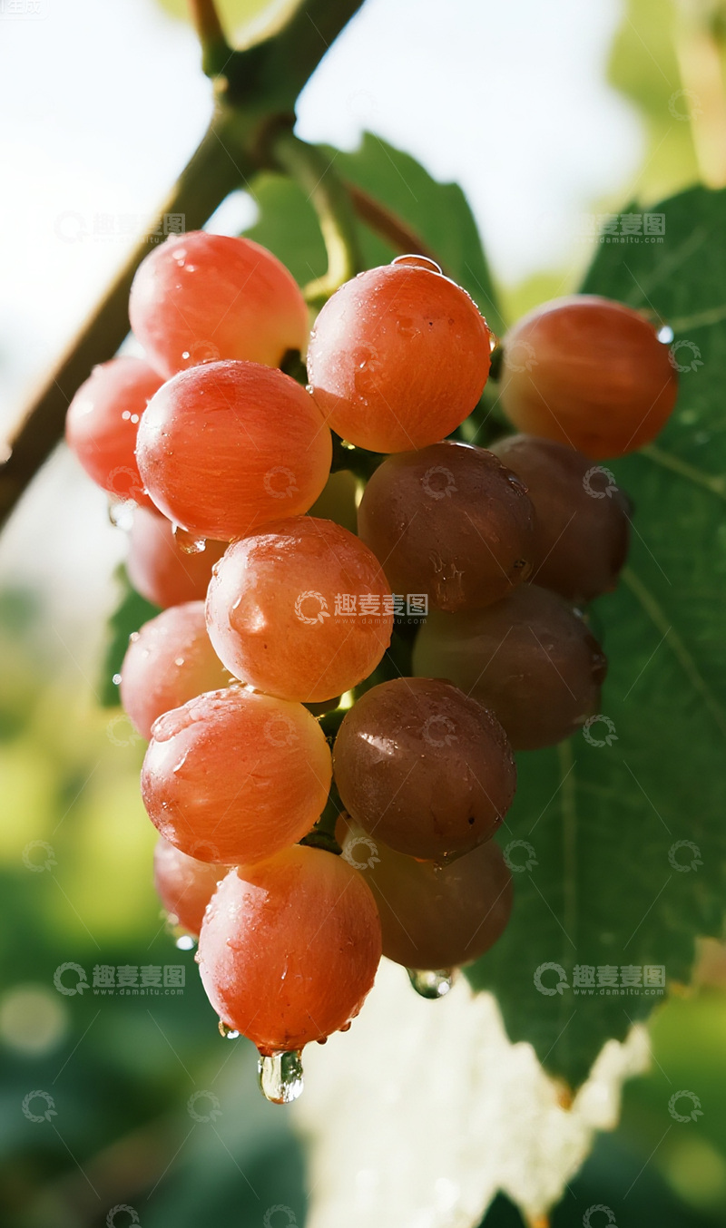 高清大图下载【趣麦麦图】雨后的葡萄摄影图4