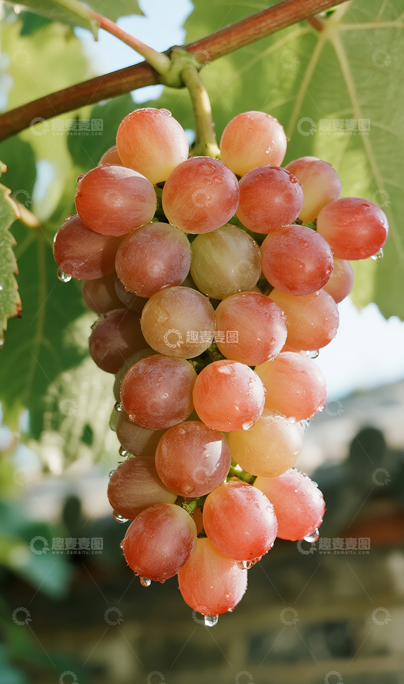 高清大图下载【趣麦麦图】雨后的葡萄摄影图3