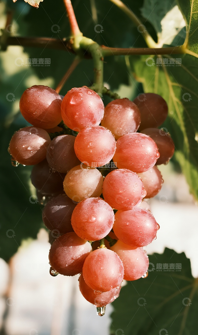 高清大图下载【趣麦麦图】雨后的葡萄摄影图5
