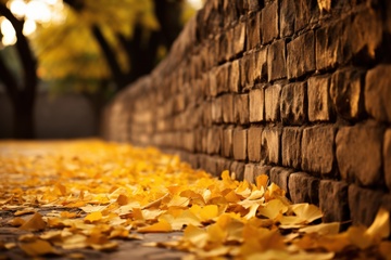 户外洛满银杏叶的地面