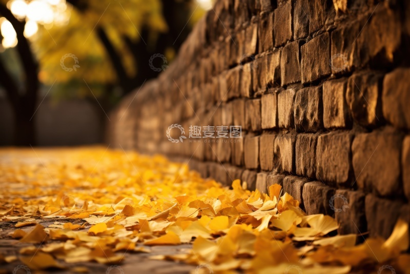 高清大图下载【趣麦麦图】户外洛满银杏叶的地面