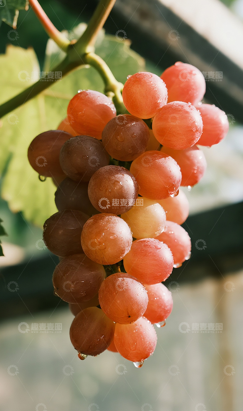 高清大图下载【趣麦麦图】雨后的葡萄摄影图8
