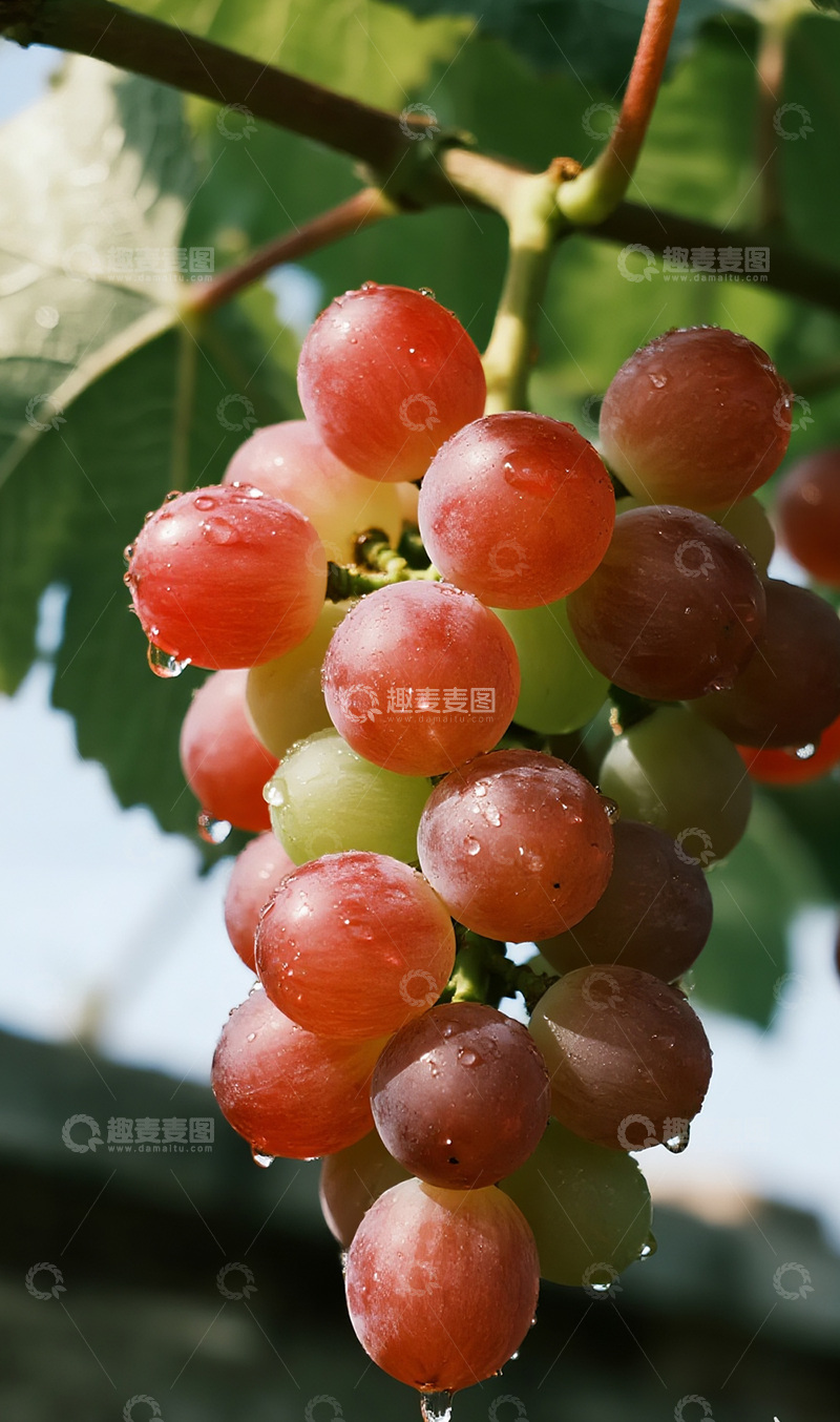 高清大图下载【趣麦麦图】雨后的葡萄摄影图2