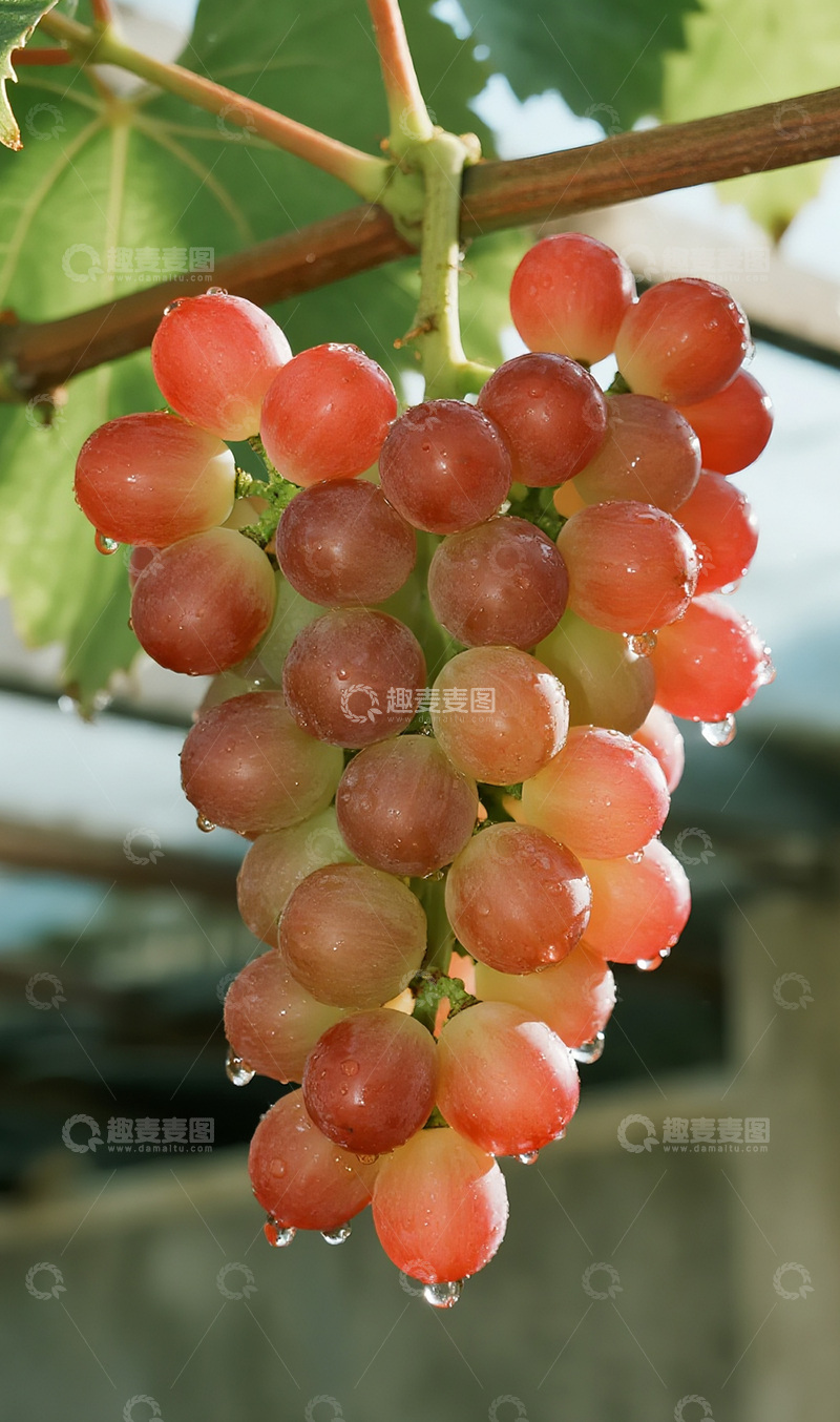 高清大图下载【趣麦麦图】雨后的葡萄摄影图9