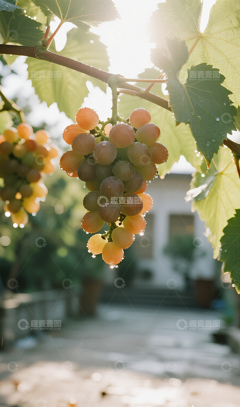 高清大图下载【趣麦麦图】雨后的葡萄摄影图123