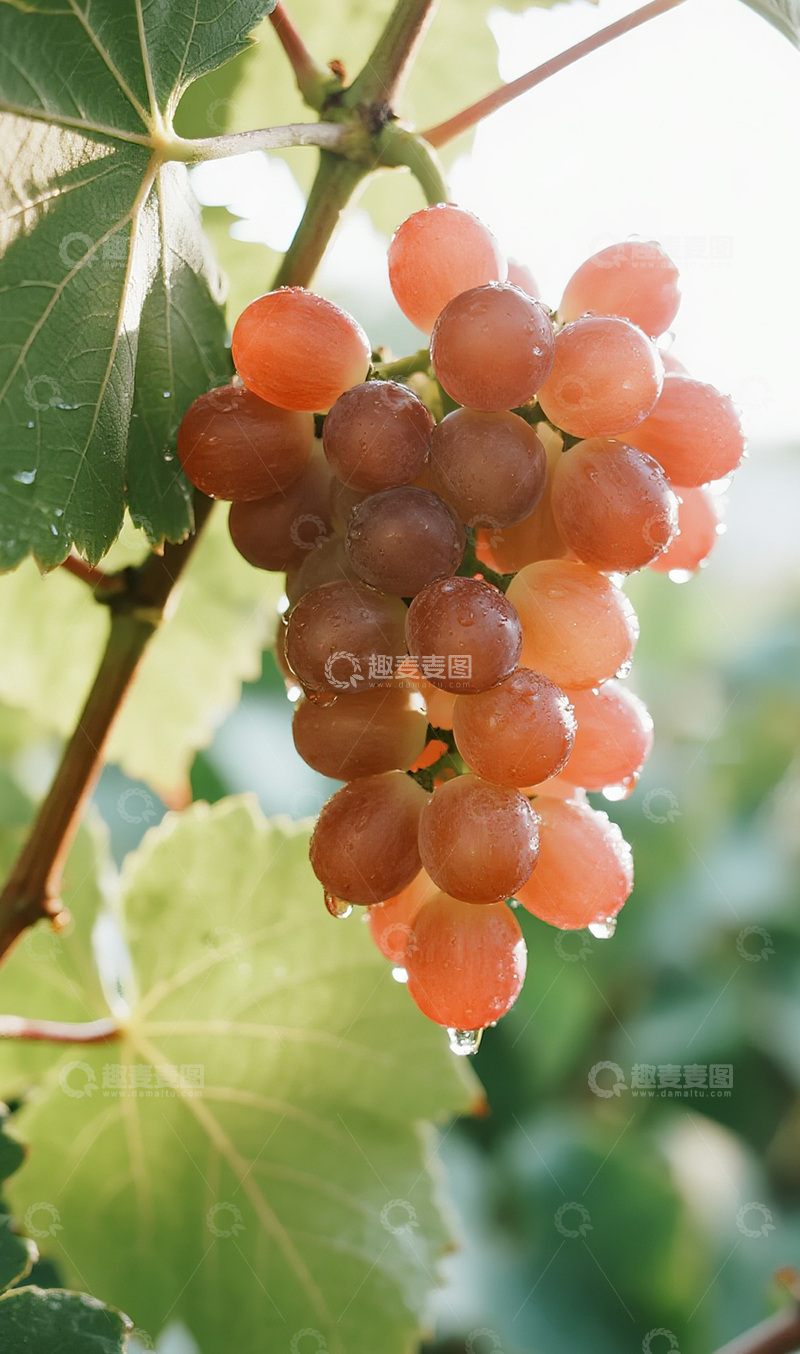 高清大图下载【趣麦麦图】雨后的葡萄摄影图10
