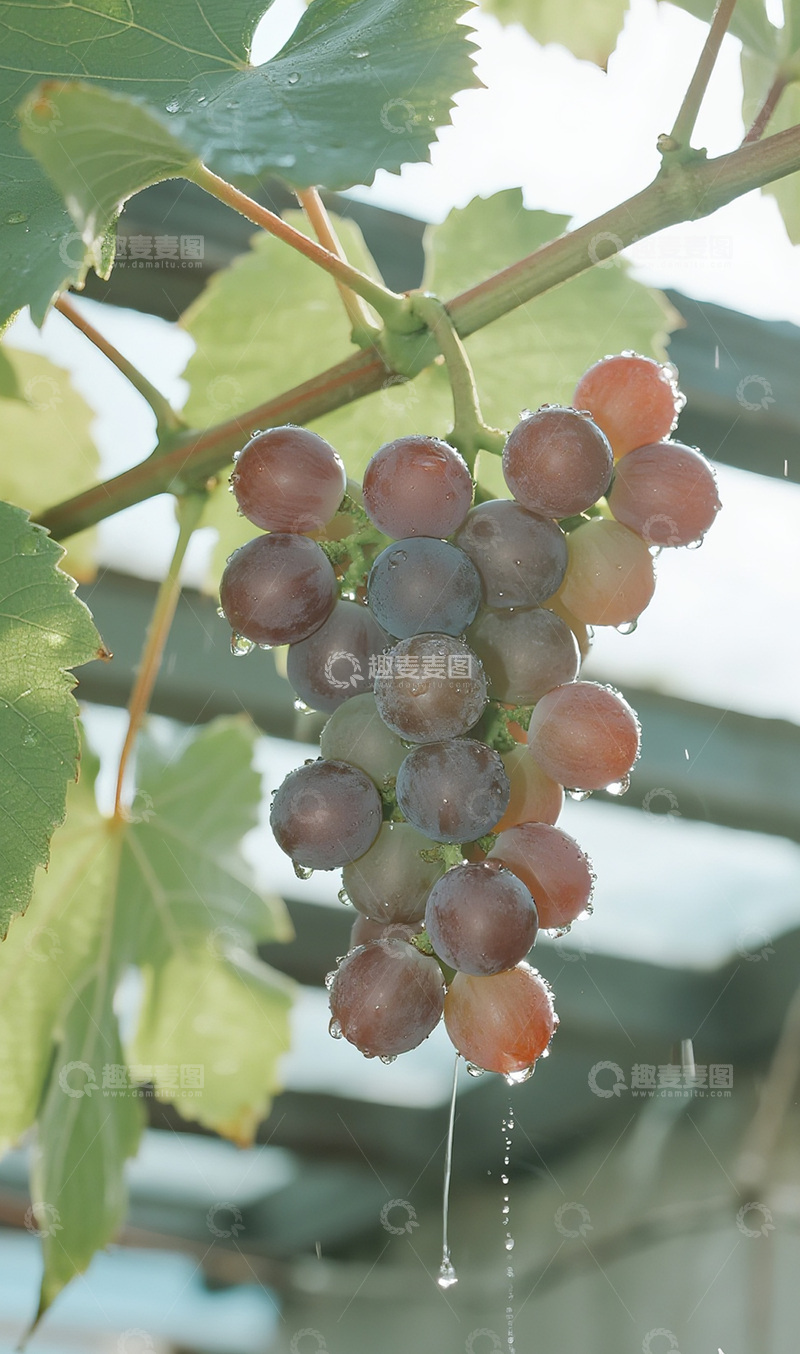高清大图下载【趣麦麦图】雨后的葡萄摄影图11
