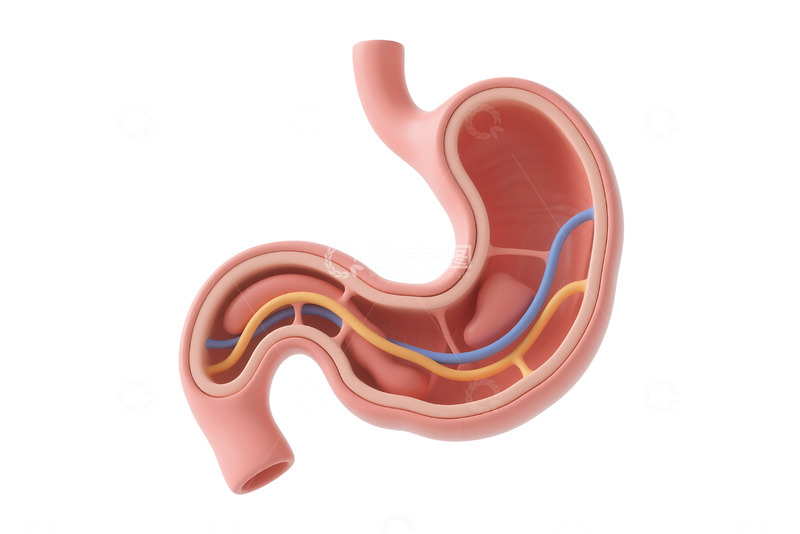 高清大图下载【趣麦麦图】免抠的人体胃部结构 