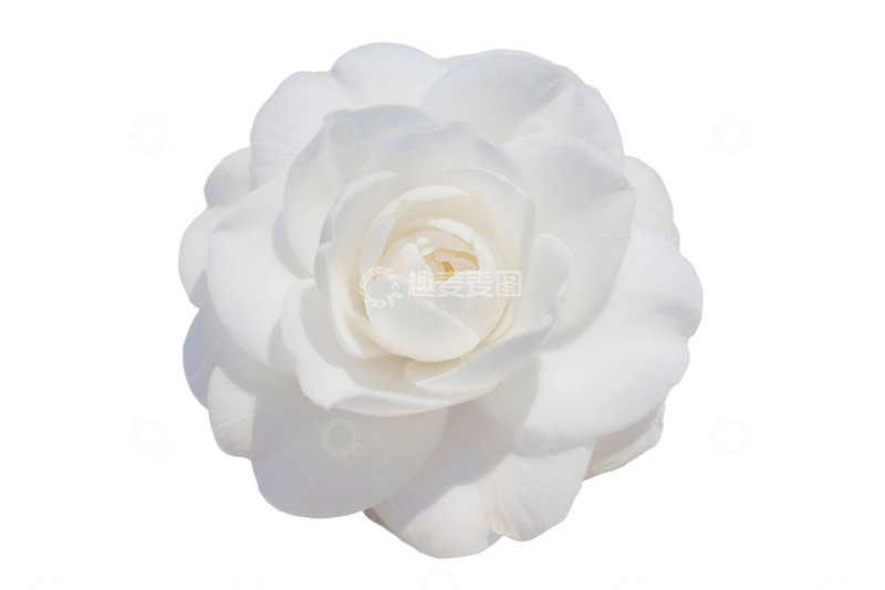 高清大图下载【趣麦麦图】免抠白色背景上的精致粉彩花朵 (1) 