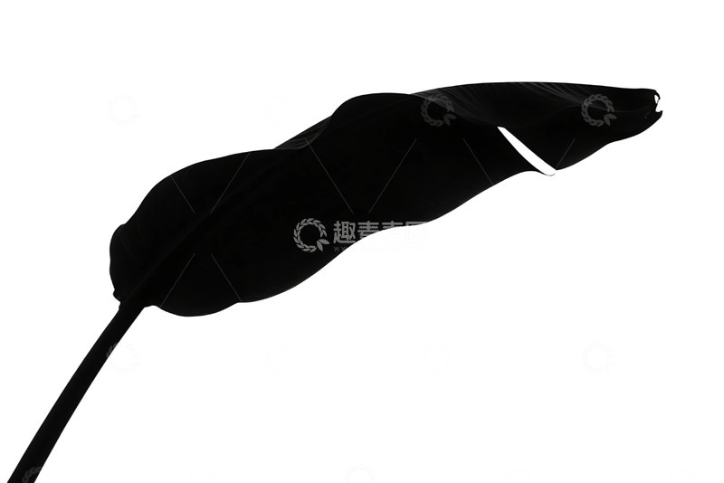 高清大图下载【趣麦麦图】免抠白色背景上的植物叶子剪影 