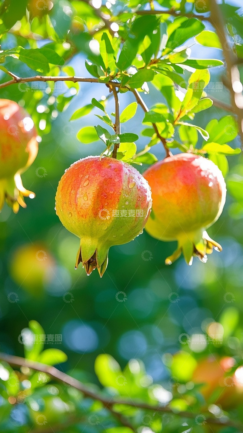 高清大图下载【趣麦麦图】枝头上的石榴图2