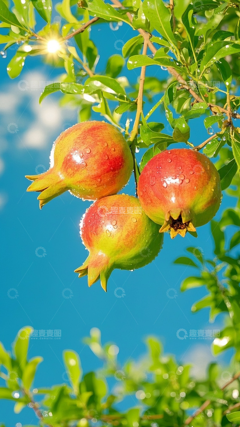 高清大图下载【趣麦麦图】枝头上的石榴图10