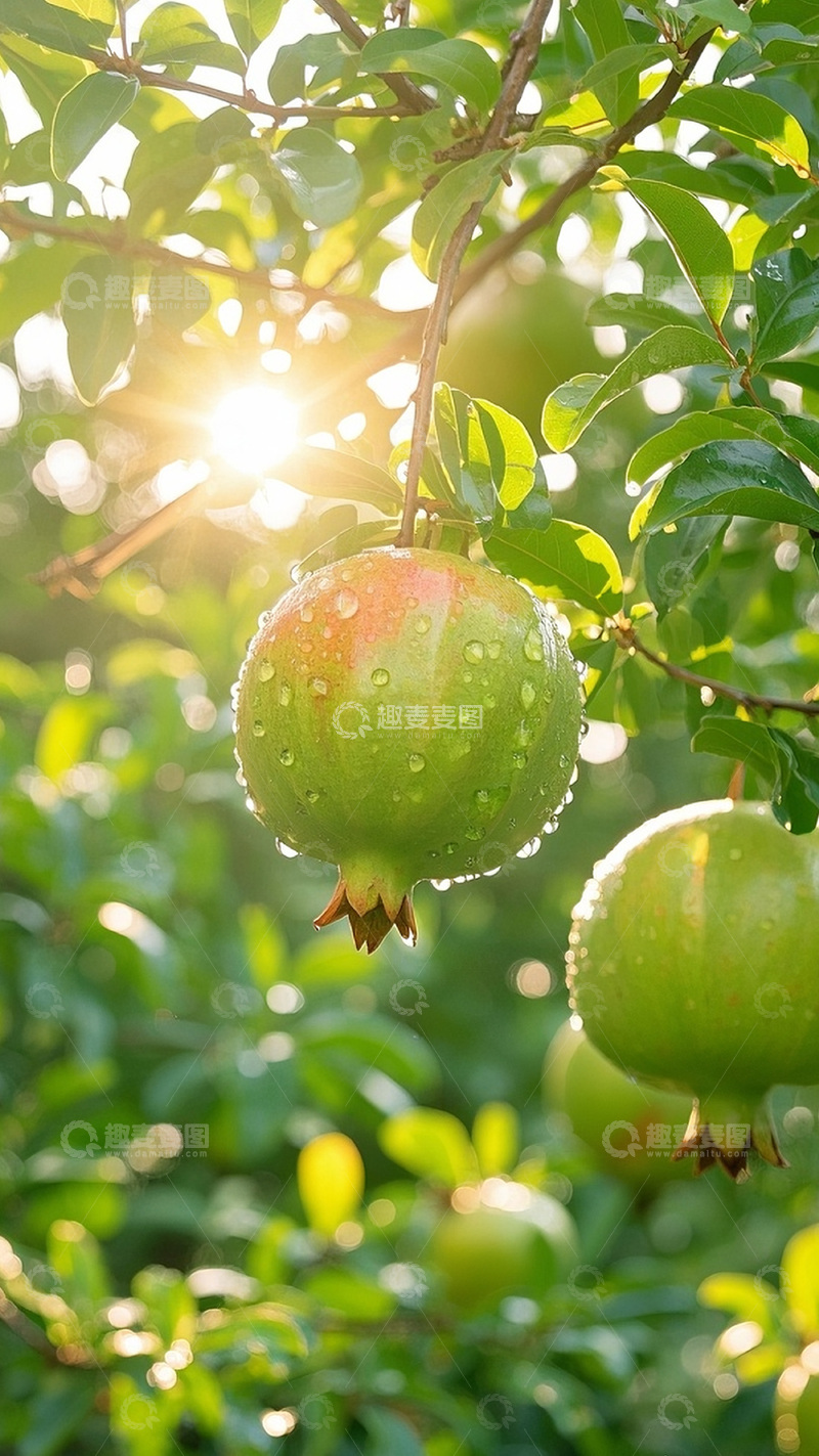高清大图下载【趣麦麦图】枝头上的石榴图14