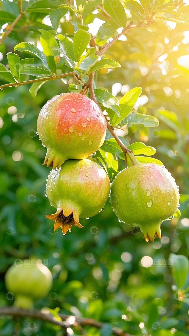 高清大图下载【趣麦麦图】枝头上的石榴图11