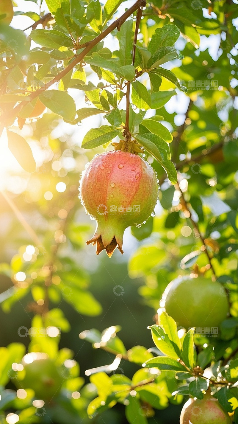 高清大图下载【趣麦麦图】枝头上的石榴图15