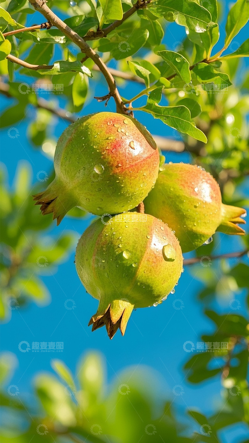 高清大图下载【趣麦麦图】枝头上的石榴图12