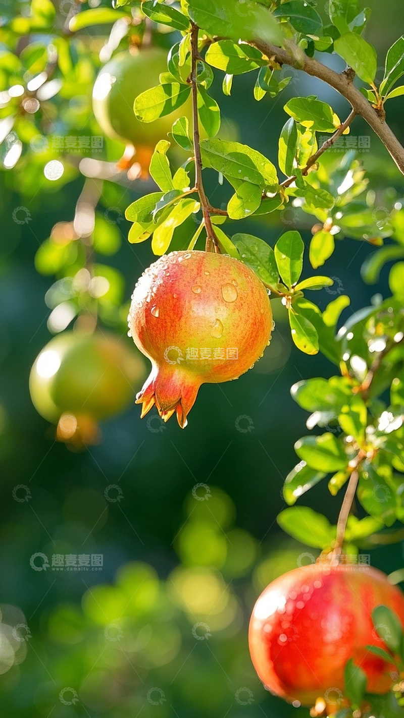 高清大图下载【趣麦麦图】枝头上的石榴图6