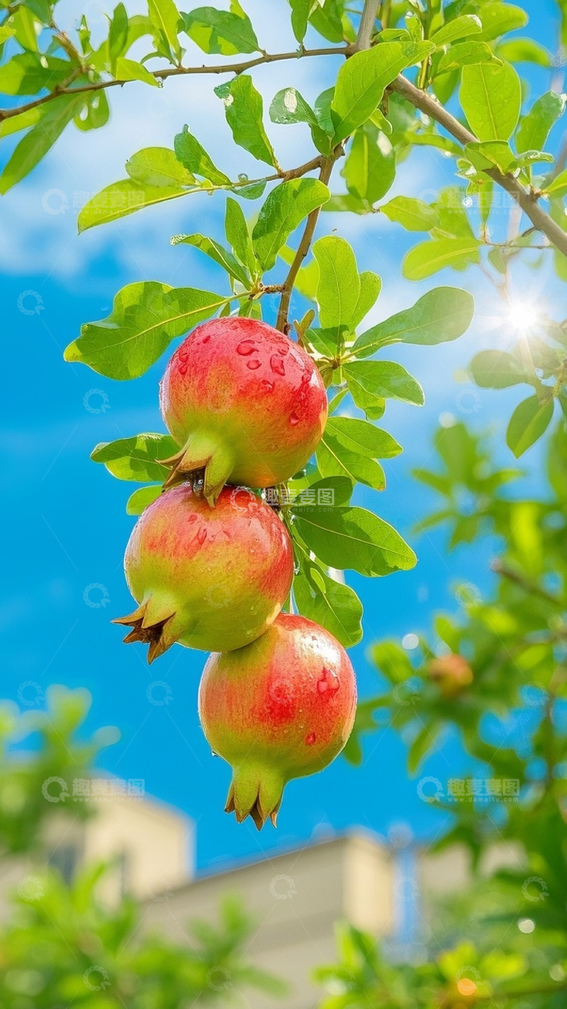 高清大图下载【趣麦麦图】枝头上的石榴图4