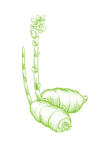 中草药天麻植物线稿插画版画木刻画