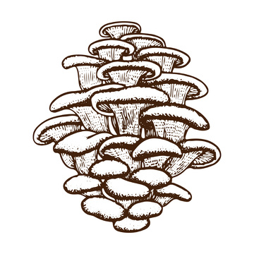 菌菇食材平菇蘑菇线稿插画版画钢笔画