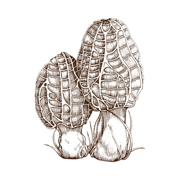 菌菇食材蘑菇羊肚菌线稿插画版画钢笔画