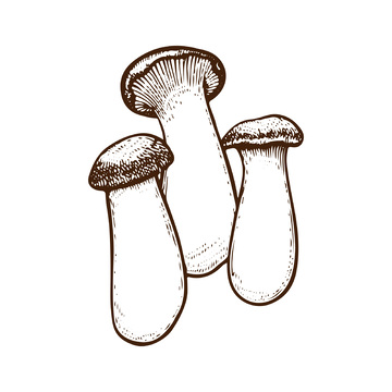 菌菇食材杏鲍菇平菇线稿插画版画钢笔画