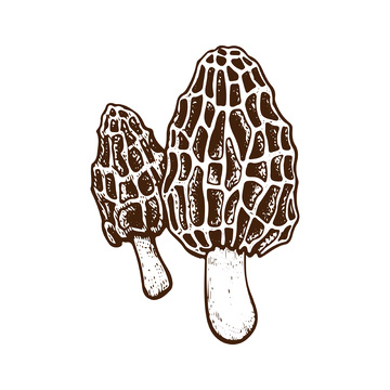 菌菇食材羊肚菌蘑菇线稿插画版画钢笔画