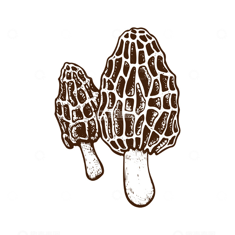 源文件下载【趣麦麦图】菌菇食材羊肚菌蘑菇线稿插画版画钢笔画