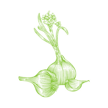 蔬菜食材调味品大蒜蒜头线稿插画版画