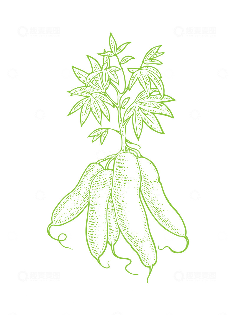 源文件下载【趣麦麦图】蔬菜食材木薯线稿插画版画钢笔画