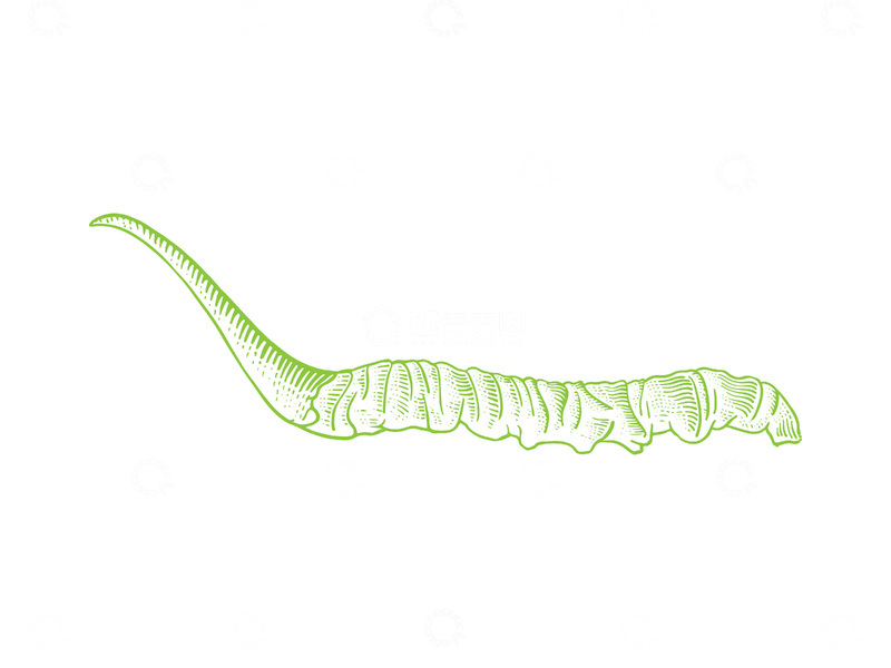 源文件下载【趣麦麦图】-中草药药材冬虫夏草线稿插画版画