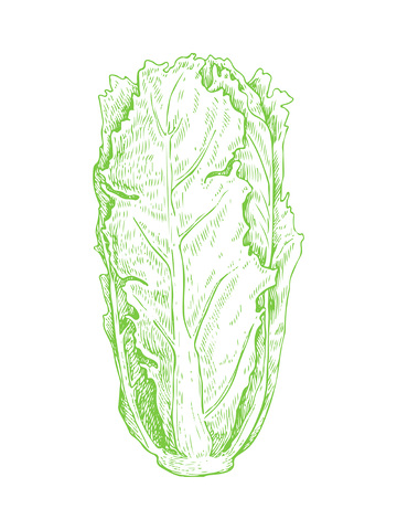 蔬菜食材大白菜线稿插画版画钢笔画